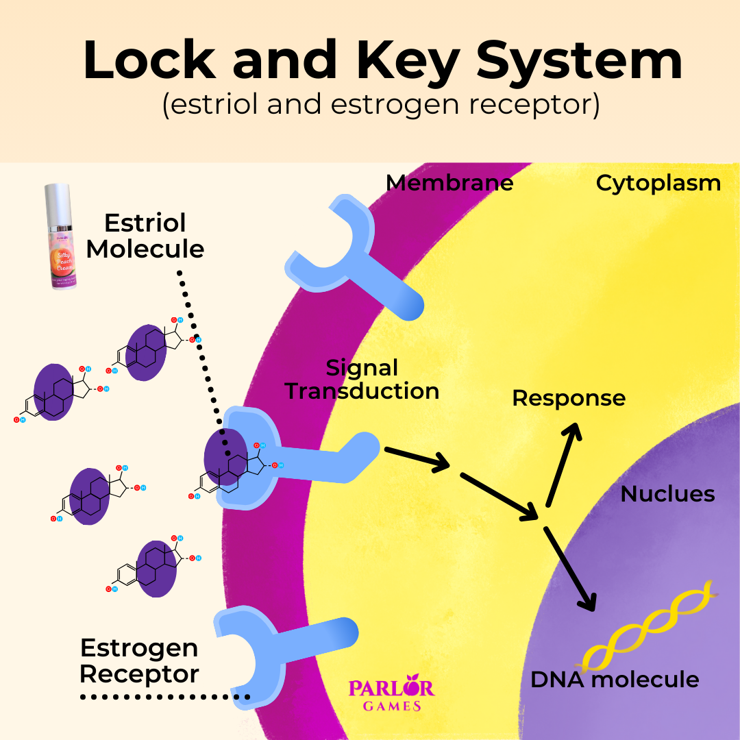 NLB110-lockandkey(estriolandestrogenreceptor).png