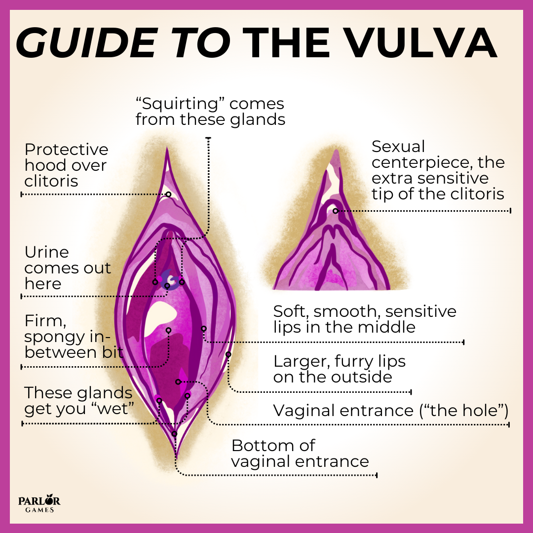 Vulva.png